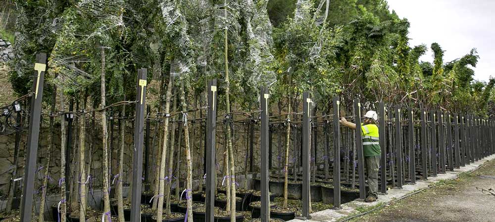 vallas Sevilla, vallas Granada, vallas Cordoba, vallas Huelva, vallas Malaga, vallas Cadiz, vallas Almeria, vallas Jaen, vallados Sevilla, vallados Granada, vallados Cordoba, vallados Huelva, vallados Malaga, vallados Cadiz, vallados Almeria, vallados Jaen, cercas Sevilla, cercas Granada, cercas Cordoba, cercas Huelva, cercas Malaga, cercas Cadiz, cercas Almeria, cercas Jaen, cercados Sevilla, cercados Granada, cercados Cordoba, cercados Huelva, cercados Malaga, cercados Cadiz, cercados Almeria, cercados Jaen, vallas de metal Sevilla, vallas de metal Granada, vallas de metal Cordoba, vallas de metal Huelva, vallas de metal Malaga, vallas de metal Cadiz, vallas de metal Almeria, vallas de metal Jaen, vallados de metal Sevilla, vallados de metal Granada, vallados de metal Cordoba, vallados de metal Huelva, vallados de metal Malaga, vallados de metal Cadiz, vallados de metal Almeria, vallados de metal Jaen, cercas de metal Sevilla, cercas de metal Granada, cercas de metal Cordoba, cercas de metal Huelva, cercas de metal Malaga, cercas de metal Cadiz, cercas de metal Almeria, cercas de metal Jaen, cercados de metal Sevilla, cercados de metal Granada, cercados de metal Cordoba, cercados de metal Huelva, cercados de metal Malaga, cercados de metal Cadiz, cercados de metal Almeria, cercados de metal Jaen, mallas Sevilla, mallas Granada, mallas Cordoba, mallas Huelva, mallas Malaga, mallas Cadiz, mallas Almeria, mallas Jaen, simple torsion Sevilla, simple torsion Granada, simple torsion Cordoba, simple torsion Huelva, simple torsion Malaga, simple torsion Cadiz, simple torsion Almeria, simple torsion Jaen, doble torsion Sevilla, doble torsion Granada, doble torsion Cordoba, doble torsion Huelva, doble torsion Malaga, doble torsion Cadiz, doble torsion Almeria, doble torsion Jaen, triple torsion Sevilla, triple torsion Granada, triple torsion Cordoba, triple torsion Huelva, triple torsion Malaga, triple torsion Cadiz, triple torsion Almeria, triple torsion Jaen, malla ganadera Sevilla, malla ganadera Granada, malla ganadera Cordoba, malla ganadera Huelva, malla ganadera Malaga, malla ganadera Cadiz, malla ganadera Almeria, malla ganadera Jaen, malla escolar Sevilla, malla escolar Granada, malla escolar Cordoba, malla escolar Huelva, malla escolar Malaga, malla escolar Cadiz, malla escolar Almeria, malla escolar Jaen, malla hercules Sevilla, malla hercules Granada, malla hercules Cordoba, malla hercules Huelva, malla hercules Malaga, malla hercules Cadiz, malla hercules Almeria, malla hercules Jaen, muros gaviones Sevilla, muros gaviones Granada, muros gaviones Cordoba, muros gaviones Huelva, muros gaviones Malaga, muros gaviones Cadiz, muros gaviones Almeria, muros gaviones Jaen, mallas taludes Sevilla, mallas taludes Granada, mallas taludes Cordoba, mallas taludes Huelva, mallas taludes Malaga, mallas taludes Cadiz, mallas taludes Almeria, mallas taludes Jaen, jardineria Sevilla, jardineria Granada, jardineria Cordoba, jardineria Huelva, jardineria Malaga, jardineria Cadiz, jardineria Almeria, jardineria Jaen, plantacion de arboles Sevilla, plantacion de arboles Granada, plantacion de arboles Cordoba, plantacion de arboles Huelva, plantacion de arboles Malaga, plantacion de arboles Cadiz, plantacion de arboles Almeria, plantacion de arboles Jaen, plantacion de arbustos Sevilla, plantacion de arbustos Granada, plantacion de arbustos Cordoba, plantacion de arbustos Huelva, plantacion de arbustos Malaga, plantacion de arbustos Cadiz, plantacion de arbustos Almeria, plantacion de arbustos Jaen, reforestacion Sevilla, reforestacion Granada, reforestacion Cordoba, reforestacion Huelva, reforestacion Malaga, reforestacion Cadiz, reforestacion Almeria, reforestacion Jaen, vallas colegios Sevilla, vallas colegios Granada, vallas colegios Cordoba, vallas colegios Huelva, vallas colegios Malaga, vallas colegios Cadiz, vallas colegios Almeria, vallas colegios Jaen, vallas escolares Sevilla, vallas escolares Granada, vallas escolares Cordoba, vallas escolares Huelva, vallas escolares Malaga, vallas escolares Cadiz, vallas escolares Almeria, vallas escolares Jaen, vallas ganaderia Sevilla, vallas ganaderia Granada, vallas ganaderia Cordoba, vallas ganaderia Huelva, vallas ganaderia Malaga, vallas ganaderia Cadiz, vallas ganaderia Almeria, vallas ganaderia Jaen, vallas hercules Sevilla, vallas hercules Granada, vallas hercules Cordoba, vallas hercules Huelva, vallas hercules Malaga, vallas hercules Cadiz, vallas hercules Almeria, vallas hercules Jaen, proteccion carreteras Sevilla, proteccion carreteras Granada, proteccion carreteras Cordoba, proteccion carreteras Huelva, proteccion carreteras Malaga, proteccion carreteras Cadiz, proteccion carreteras Almeria, proteccion carreteras Jaen, vallas de proteccion Sevilla, vallas de proteccion Granada, vallas de proteccion Cordoba, vallas de proteccion Huelva, vallas de proteccion Malaga, vallas de proteccion Cadiz, vallas de proteccion Almeria, vallas de proteccion Jaen, gaviones rios Sevilla, gaviones rios Granada, gaviones rios Cordoba, gaviones rios Huelva, gaviones rios Malaga, gaviones rios Cadiz, gaviones rios Almeria, gaviones rios Jaen, gaviones carreteras Sevilla, gaviones carreteras Granada, gaviones carreteras Cordoba, gaviones carreteras Huelva, gaviones carreteras Malaga, gaviones carreteras Cadiz, gaviones carreteras Almeria, gaviones carreteras Jaen, vallados y cercados Sevilla, vallados y cercados Granada, vallados y cercados Cordoba, vallados y cercados Huelva, vallados y cercados Malaga, vallados y cercados Cadiz, vallados y cercados Almeria, vallados y cercados Jaen, plantaciones el tejo, vallados andalucia, jardineria, plantacion de arboles, cuidado de jardines, diseño de jardines, plantacion de arbustos