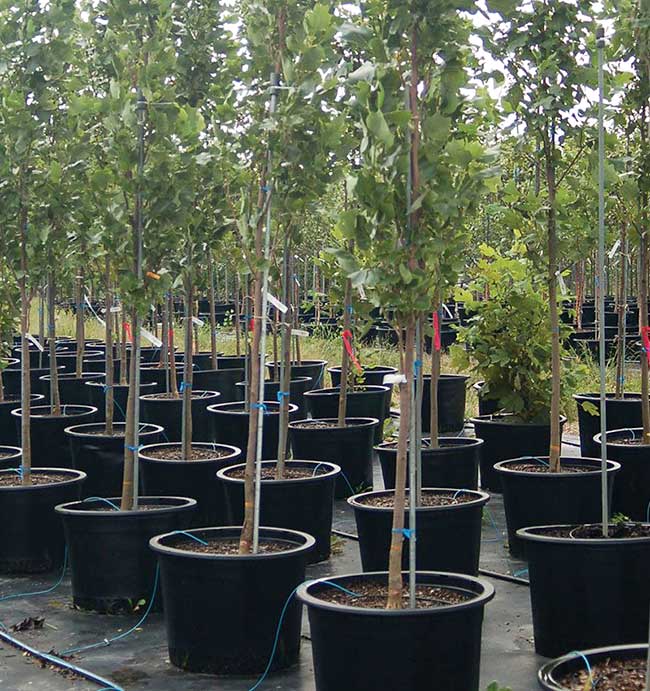 vallas Sevilla, vallas Granada, vallas Cordoba, vallas Huelva, vallas Malaga, vallas Cadiz, vallas Almeria, vallas Jaen, vallados Sevilla, vallados Granada, vallados Cordoba, vallados Huelva, vallados Malaga, vallados Cadiz, vallados Almeria, vallados Jaen, cercas Sevilla, cercas Granada, cercas Cordoba, cercas Huelva, cercas Malaga, cercas Cadiz, cercas Almeria, cercas Jaen, cercados Sevilla, cercados Granada, cercados Cordoba, cercados Huelva, cercados Malaga, cercados Cadiz, cercados Almeria, cercados Jaen, vallas de metal Sevilla, vallas de metal Granada, vallas de metal Cordoba, vallas de metal Huelva, vallas de metal Malaga, vallas de metal Cadiz, vallas de metal Almeria, vallas de metal Jaen, vallados de metal Sevilla, vallados de metal Granada, vallados de metal Cordoba, vallados de metal Huelva, vallados de metal Malaga, vallados de metal Cadiz, vallados de metal Almeria, vallados de metal Jaen, cercas de metal Sevilla, cercas de metal Granada, cercas de metal Cordoba, cercas de metal Huelva, cercas de metal Malaga, cercas de metal Cadiz, cercas de metal Almeria, cercas de metal Jaen, cercados de metal Sevilla, cercados de metal Granada, cercados de metal Cordoba, cercados de metal Huelva, cercados de metal Malaga, cercados de metal Cadiz, cercados de metal Almeria, cercados de metal Jaen, mallas Sevilla, mallas Granada, mallas Cordoba, mallas Huelva, mallas Malaga, mallas Cadiz, mallas Almeria, mallas Jaen, simple torsion Sevilla, simple torsion Granada, simple torsion Cordoba, simple torsion Huelva, simple torsion Malaga, simple torsion Cadiz, simple torsion Almeria, simple torsion Jaen, doble torsion Sevilla, doble torsion Granada, doble torsion Cordoba, doble torsion Huelva, doble torsion Malaga, doble torsion Cadiz, doble torsion Almeria, doble torsion Jaen, triple torsion Sevilla, triple torsion Granada, triple torsion Cordoba, triple torsion Huelva, triple torsion Malaga, triple torsion Cadiz, triple torsion Almeria, triple torsion Jaen, malla ganadera Sevilla, malla ganadera Granada, malla ganadera Cordoba, malla ganadera Huelva, malla ganadera Malaga, malla ganadera Cadiz, malla ganadera Almeria, malla ganadera Jaen, malla escolar Sevilla, malla escolar Granada, malla escolar Cordoba, malla escolar Huelva, malla escolar Malaga, malla escolar Cadiz, malla escolar Almeria, malla escolar Jaen, malla hercules Sevilla, malla hercules Granada, malla hercules Cordoba, malla hercules Huelva, malla hercules Malaga, malla hercules Cadiz, malla hercules Almeria, malla hercules Jaen, muros gaviones Sevilla, muros gaviones Granada, muros gaviones Cordoba, muros gaviones Huelva, muros gaviones Malaga, muros gaviones Cadiz, muros gaviones Almeria, muros gaviones Jaen, mallas taludes Sevilla, mallas taludes Granada, mallas taludes Cordoba, mallas taludes Huelva, mallas taludes Malaga, mallas taludes Cadiz, mallas taludes Almeria, mallas taludes Jaen, jardineria Sevilla, jardineria Granada, jardineria Cordoba, jardineria Huelva, jardineria Malaga, jardineria Cadiz, jardineria Almeria, jardineria Jaen, plantacion de arboles Sevilla, plantacion de arboles Granada, plantacion de arboles Cordoba, plantacion de arboles Huelva, plantacion de arboles Malaga, plantacion de arboles Cadiz, plantacion de arboles Almeria, plantacion de arboles Jaen, plantacion de arbustos Sevilla, plantacion de arbustos Granada, plantacion de arbustos Cordoba, plantacion de arbustos Huelva, plantacion de arbustos Malaga, plantacion de arbustos Cadiz, plantacion de arbustos Almeria, plantacion de arbustos Jaen, reforestacion Sevilla, reforestacion Granada, reforestacion Cordoba, reforestacion Huelva, reforestacion Malaga, reforestacion Cadiz, reforestacion Almeria, reforestacion Jaen, vallas colegios Sevilla, vallas colegios Granada, vallas colegios Cordoba, vallas colegios Huelva, vallas colegios Malaga, vallas colegios Cadiz, vallas colegios Almeria, vallas colegios Jaen, vallas escolares Sevilla, vallas escolares Granada, vallas escolares Cordoba, vallas escolares Huelva, vallas escolares Malaga, vallas escolares Cadiz, vallas escolares Almeria, vallas escolares Jaen, vallas ganaderia Sevilla, vallas ganaderia Granada, vallas ganaderia Cordoba, vallas ganaderia Huelva, vallas ganaderia Malaga, vallas ganaderia Cadiz, vallas ganaderia Almeria, vallas ganaderia Jaen, vallas hercules Sevilla, vallas hercules Granada, vallas hercules Cordoba, vallas hercules Huelva, vallas hercules Malaga, vallas hercules Cadiz, vallas hercules Almeria, vallas hercules Jaen, proteccion carreteras Sevilla, proteccion carreteras Granada, proteccion carreteras Cordoba, proteccion carreteras Huelva, proteccion carreteras Malaga, proteccion carreteras Cadiz, proteccion carreteras Almeria, proteccion carreteras Jaen, vallas de proteccion Sevilla, vallas de proteccion Granada, vallas de proteccion Cordoba, vallas de proteccion Huelva, vallas de proteccion Malaga, vallas de proteccion Cadiz, vallas de proteccion Almeria, vallas de proteccion Jaen, gaviones rios Sevilla, gaviones rios Granada, gaviones rios Cordoba, gaviones rios Huelva, gaviones rios Malaga, gaviones rios Cadiz, gaviones rios Almeria, gaviones rios Jaen, gaviones carreteras Sevilla, gaviones carreteras Granada, gaviones carreteras Cordoba, gaviones carreteras Huelva, gaviones carreteras Malaga, gaviones carreteras Cadiz, gaviones carreteras Almeria, gaviones carreteras Jaen, vallados y cercados Sevilla, vallados y cercados Granada, vallados y cercados Cordoba, vallados y cercados Huelva, vallados y cercados Malaga, vallados y cercados Cadiz, vallados y cercados Almeria, vallados y cercados Jaen, plantaciones el tejo, vallados andalucia, jardineria, plantacion de arboles, cuidado de jardines, diseño de jardines, plantacion de arbustos, proteccion taludes, gaviones, jardin de rocas